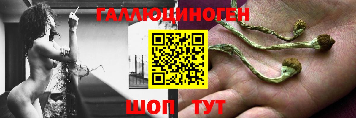 Псилоцибиновые грибы Psilocybine cubensis Большой Камень